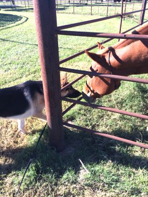 Socializing with other animals