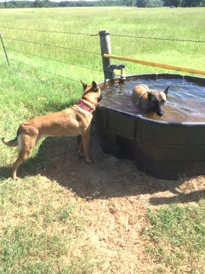 Learning to adapt to water