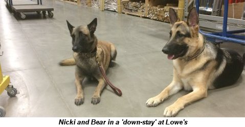 How to stop dog from agression, biting, digging