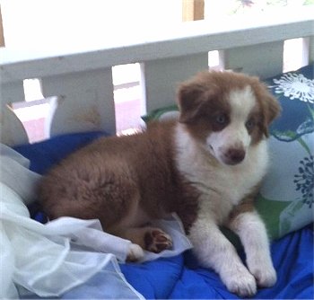 Dog, puppy trainer that will come to my home to train my dog